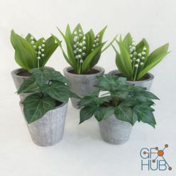 3D model Lilies of the valley in pots