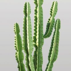 3D model Cactus Euphorbia Ingens