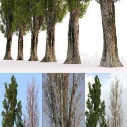 3D model Poplar Populus # 4