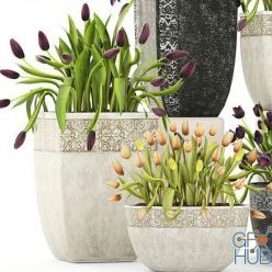 3D model A collection of tulips in flowerpots