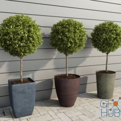 3D model Outdoor Plants Boxwood Trees (max)