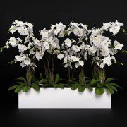 3D model Phalaenopsis in pot