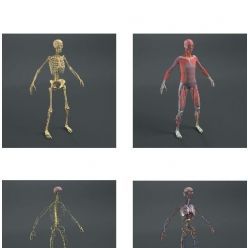 3D model DOSCH 3D – Human Anatomy