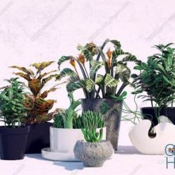 3D model Plant Compilation 67