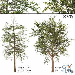 3D model Platanus orientalis - Black Gum or Nyssa sylvatica