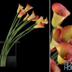 3D model Callas red