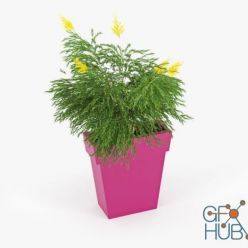 3D model IL VASO pot with plant