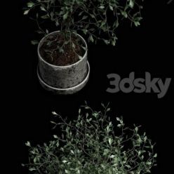 3D model Corocia plant