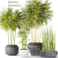 3D model Bamboo and Equisetum collection (max)