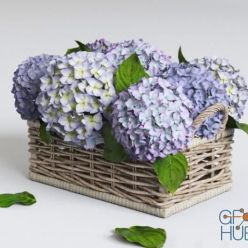 3D model Hydrangea in basket