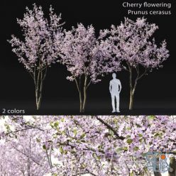 3D model Cherry flowering Height 5.1 – 6.1 m