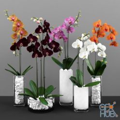 3D model Phalaenopsis orchids set 2011
