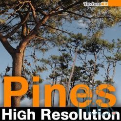 PBR texture TurboSquid – Pines High Resolution Textures