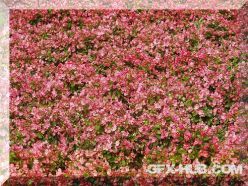 PBR texture CG-textures: Nature (flower meadows)