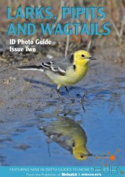 Bird ID Photo Guides – Issue 2, 2022 (PDF)