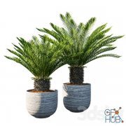 Cycas revoluta Palm Pot
