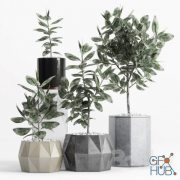 Plants and Planters 9 (Ficus Elastica) max, obj