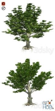American Beech Tree Low Poly