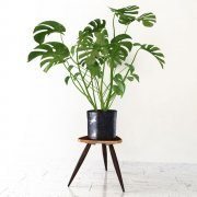 Monstera plant on stand