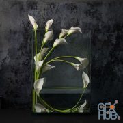 White callas in vase