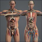 Human Anatomy 3D Models