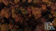 MotionArray – Autumn Season Trees Canopy 911855