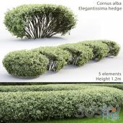 Cornus Alba Elegantissima hedge