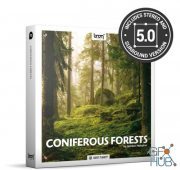 BOOM Library – Coniferous Forests STEREO & SURROUND Edition
