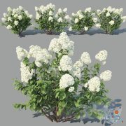 Hydrangea Paniculata 4 variations
