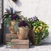 Plants in massive pots