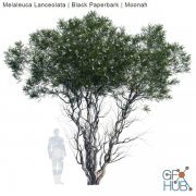 Melaleuca Lanceolata Black Paperbark Moonah (max, fbx)