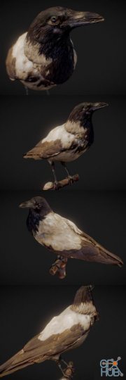 The Crow – Scanned 3D Model