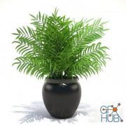 Hamedorea palm plant