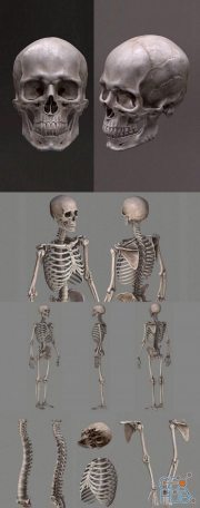 Human Skeleton Caucasian Male PBR