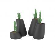 Flowerpots with epiphyllums