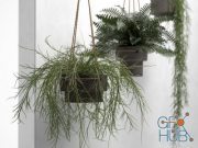 CGTrader – Hanging Pots with Plants 3D model