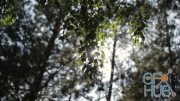 MotionArray – Sunlight Peeks Through Leaves 365074
