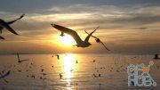 MotionArray – Birds Flying Over Ocean 354549