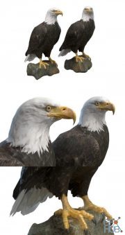Bald Eagle PBR