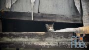 MotionArray – A Homeless Kitten Meows 852024