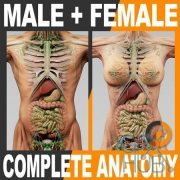 TurboSquid – 3D Human Male and Female Complete Anatomy