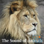 Sound Effects Factory The Sound of Animals