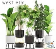 Flowerpots West Elm with plants