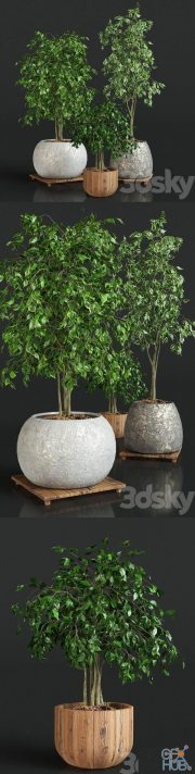 Collection of plants 1 ficus