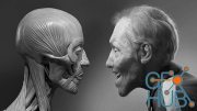 Udemy – Facial Anatomy & Character Portrait for Blender Artists