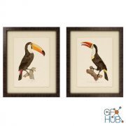 Toucan framed art