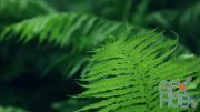 MotionArray – A Green Fern Leaf 1009615