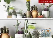Modern Cactus Green Plant Potted Collection