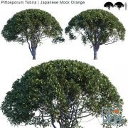 Pittosporum Tobira Japanese Mock Orange var2