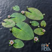 Water Lily (max 2013)
